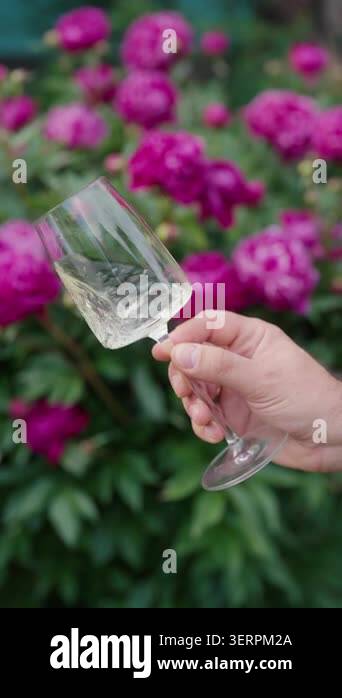 Man swirls red wine before evaluating its quality. Concept of beverage ...