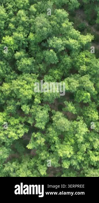 Green Pine Forest, top view of the coniferous pine forest, Our source ...