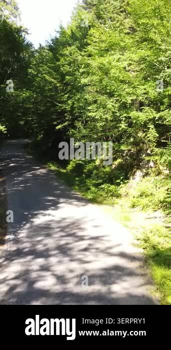Aerial view of car traveling middle of the forest, drone footage of ...