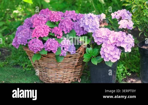 hydrangea-hydrangea-macrophylla-flowers-in-a-basket-and-pot-outdoors