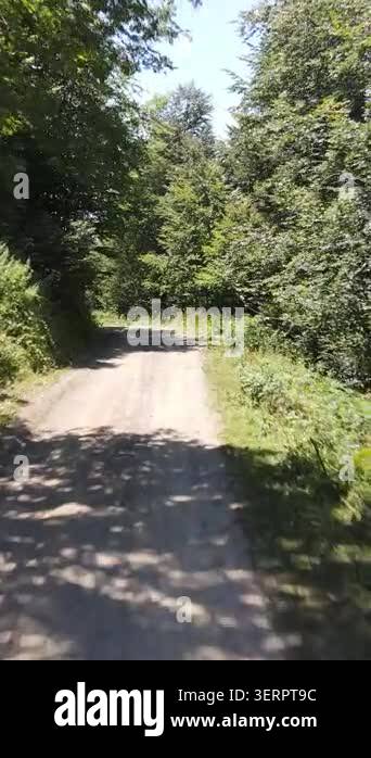 Aerial view of car traveling middle of the forest, drone footage of ...