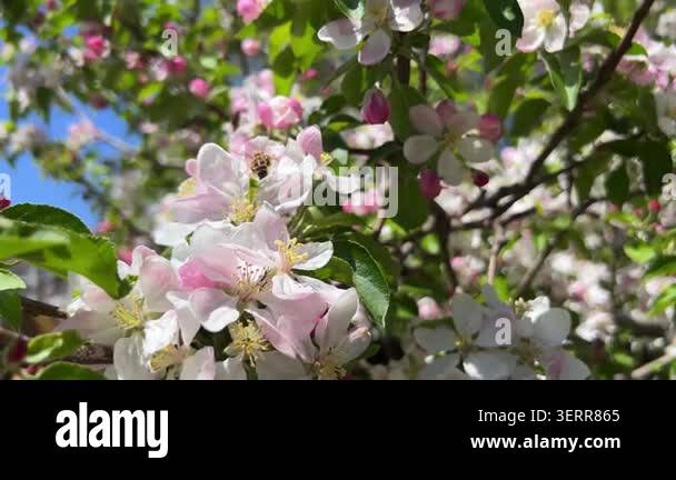 Natural spring scene with bees pollinating apple flowers showing ...
