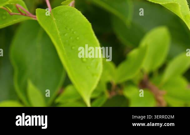 Macro Green Leaves Water Droplets Nature Close Up Fresh Organic ...