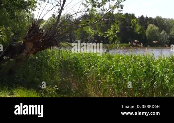 4K Video Fallen Tree Trunk in Lush Green Reeds and Grass Calm Lake ...