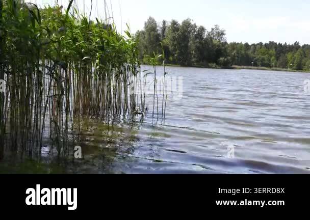 Green Reeds Sway in Breeze Near Calm Lake Ripples Sunlight Reflection ...