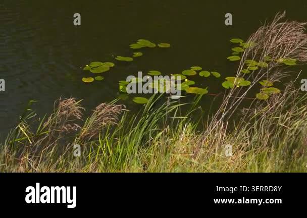 4K Drone Top View Calm Water Lily Pads Swaying Green Reeds Dry Grasses ...