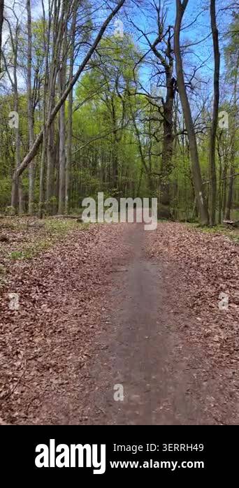 Slow vertical tracking shot forward along a quiet forest path in spring ...