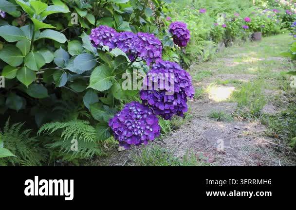 large-purple-hydrangea-macrophylla-flower-heads-gently-swaying-above-a