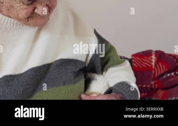 Curated visual reference: Gallery Detail: Elderly Senior Woman Is Loving Her Adorable Pet Cat At