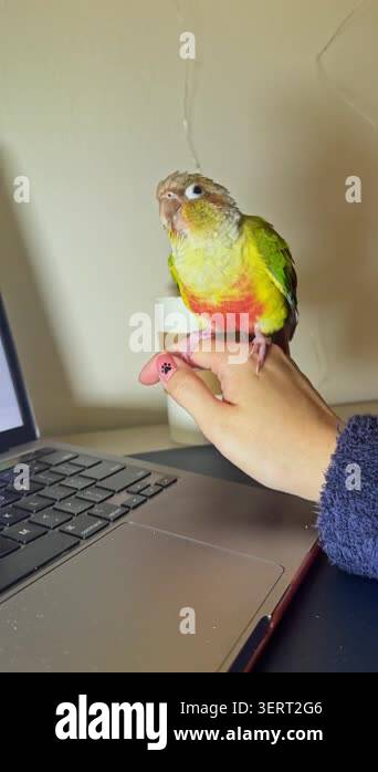 A small bird stands on a hand while a laptop is open nearby. The person ...