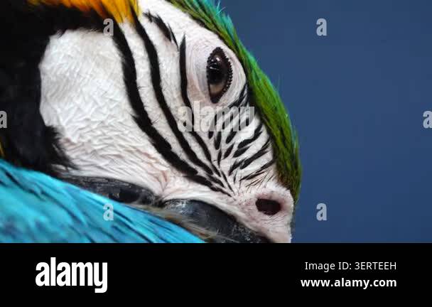 Extreme close-up footage of a blue and yellow macaw showing intricate ...