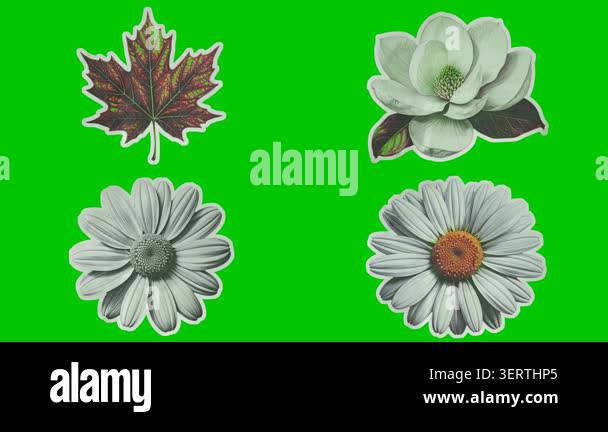 Crumpled paper opens up and transforms into leaves and flowers on ...