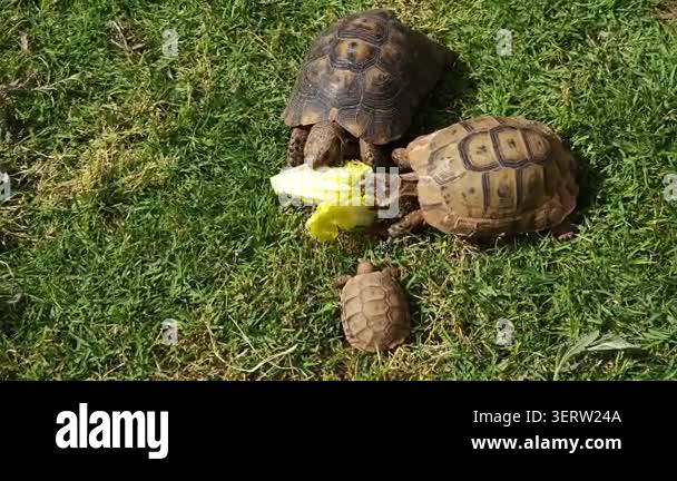 Close up Footage Of Tortoises Feeding On Fresh Lettuce Leaves While close-up-footage-of-tortoises-feeding-on-fresh-lettuce-leaves-while