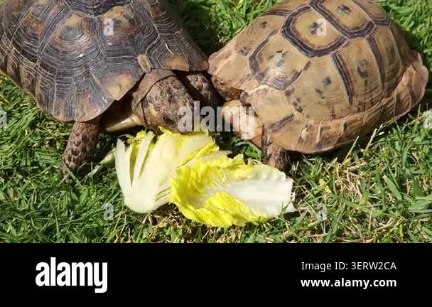 Photo inspiration: Visual Reference: Close Up Footage Of Tortoises Feeding On Fresh Lettuce Leaves