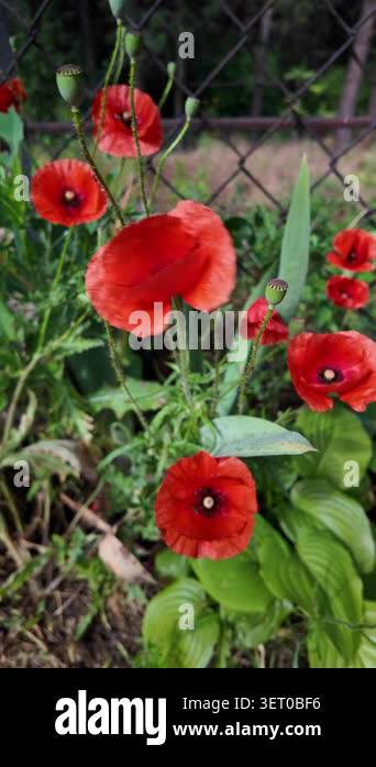 Cinematic 4K 24fps macro footage of vibrant red poppy flowers with ...