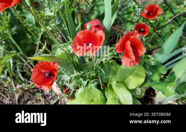 Cinematic 4K 24fps macro footage of vibrant red poppy flowers with ...
