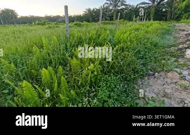 landscape scene of the wild bushes environmental vegetation at the ...