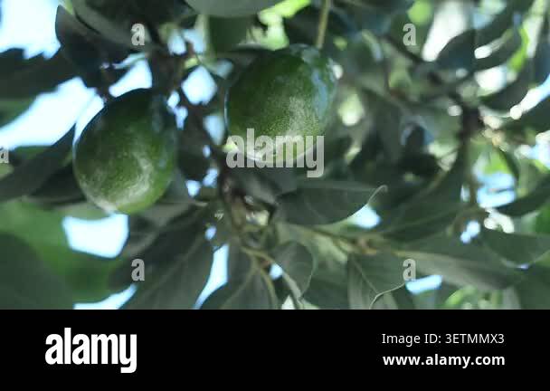 Green ripe avocados fruits hanging on avocado trees plantation Stock ...