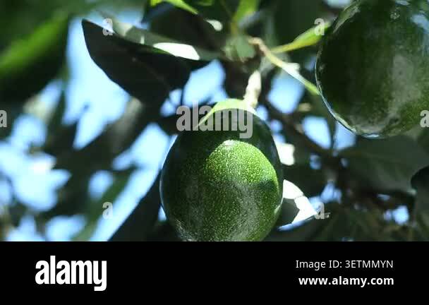 Green ripe avocados fruits hanging on avocado trees plantation Stock ...