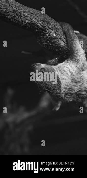 Black and white video of a cute two toed sloth hanging and moving along ...