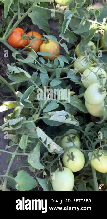 Cheerful gardener picks ripe tomatoes in a vibrant plot, surrounded by ...