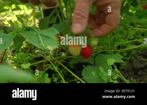 Hand gently picks ripe strawberries from a cluster in a lush garden ...