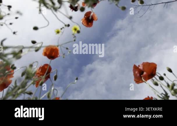 Red field poppies swaying against a bright blue sky, seen from below ...