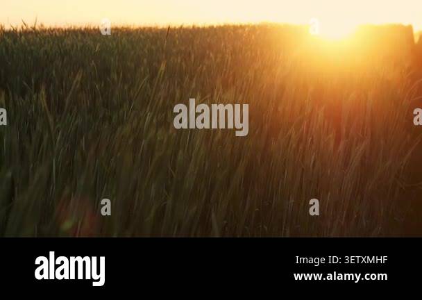 Wheat field illuminated by warm sunset light. Agricultural landscape ...