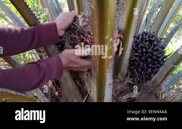 Ffb Ripe Bunch Close-up of a plantation worker's hands inspecting a ripe oil palm ...