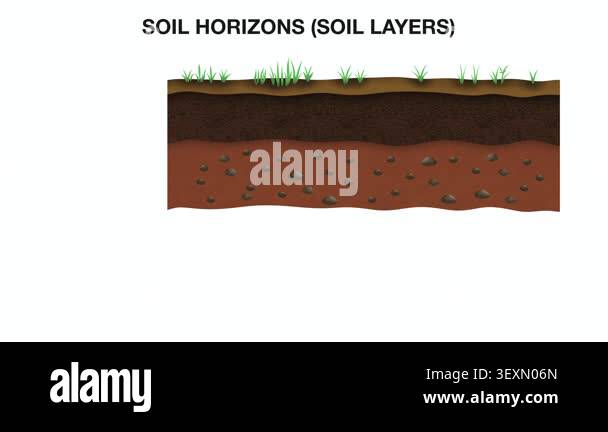 Animation of Educational science infographic diagram of soil horizons ...