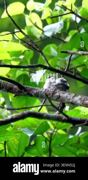 Hemipus hirundinaceus (Jingjing batu, Black winged Flycatcher shrike ...