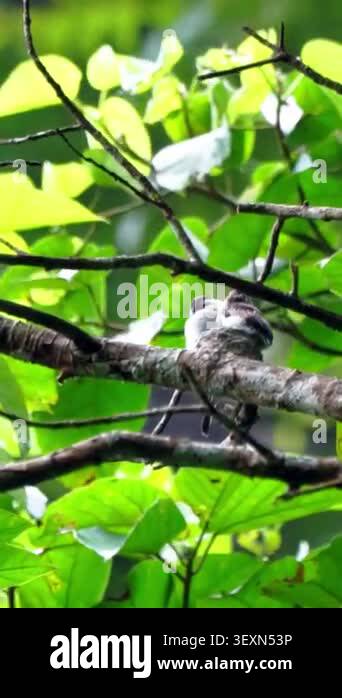 Hemipus hirundinaceus (Jingjing batu, Black winged Flycatcher shrike ...