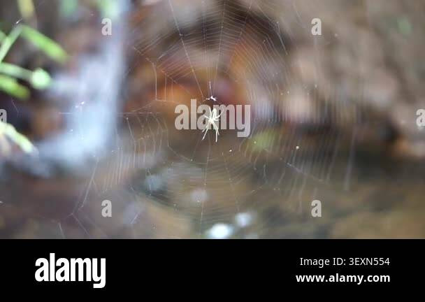 A Small Light Green Spider In The Center Of Its Intricate Silk Web a-small-light-green-spider-in-the-center-of-its-intricate-silk-web