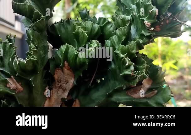 Close up shot focusing on the static wavy, curly green folds of a ...
