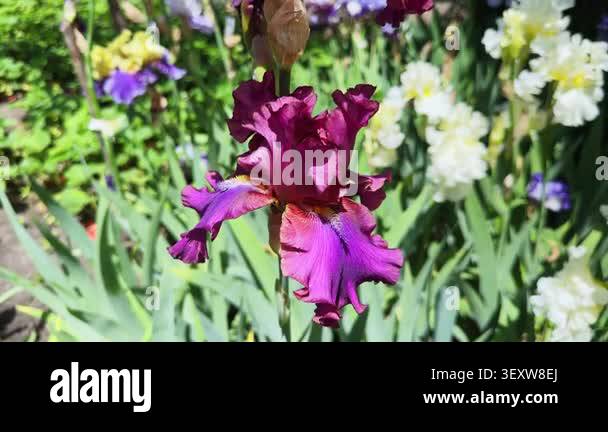 Purple-crimson flowers of bearded iris on blurred background Stock ...