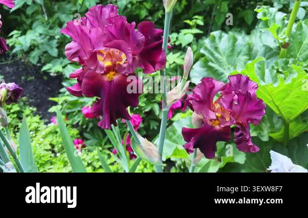 Burgundy-crimson flowers of bearded iris on a blurred background Stock ...