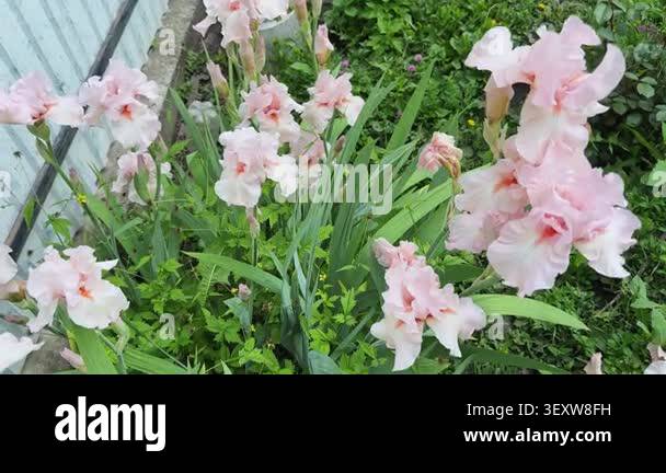 Light pink flowers of the bearded irises at overcast day Stock Video ...
