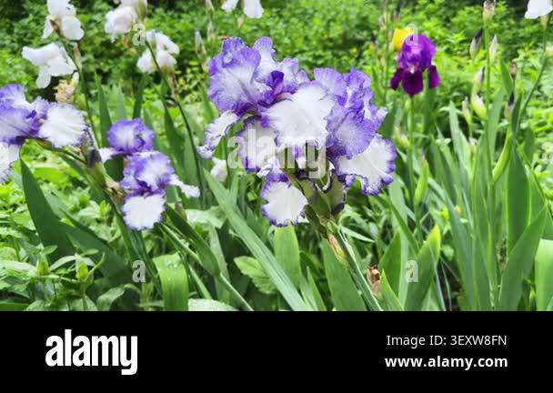 Wet purple-white flowers of bearded iris on blurred background Stock ...