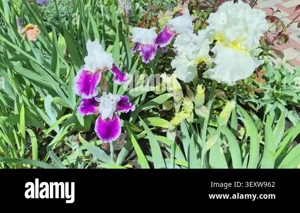 White-purple flowers of bearded irises on a blurred background Stock ...