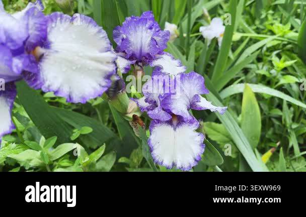 Wet purple-white flower of bearded iris on blurred background Stock ...