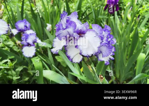 Wet purple-white flower of bearded iris on blurred background Stock ...