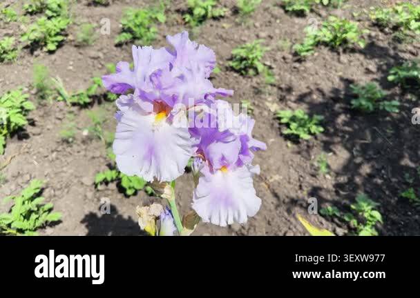 Light white-purple flowers of bearded iris at sunny day Stock Video ...