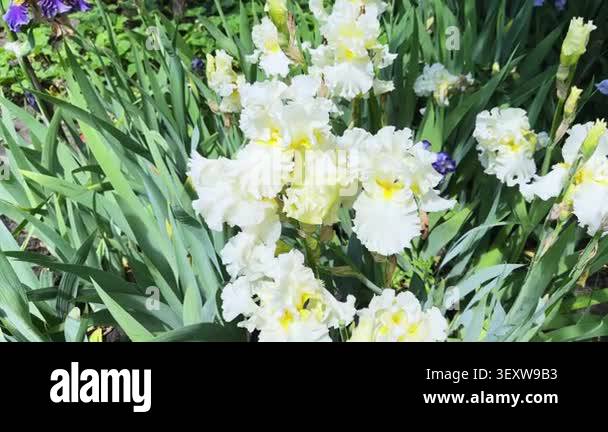 White-yellow flowers of bearded iris on blurred background Stock Video ...