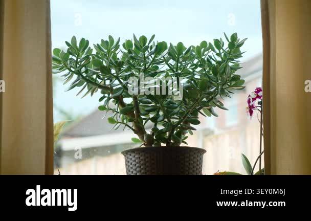 Money tree houseplant standing by window with outdoor garden view ...