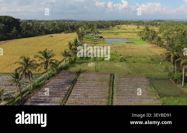 Aerial view of agricultural farmland with rice fields, crop plots, and ...