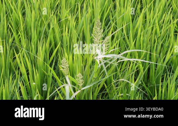 Lush Green Rice Field with Panicles Stock Video Footage - Alamy