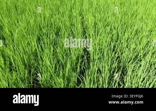 Lush green rice fields blowing in the wind under bright sunshine Stock ...