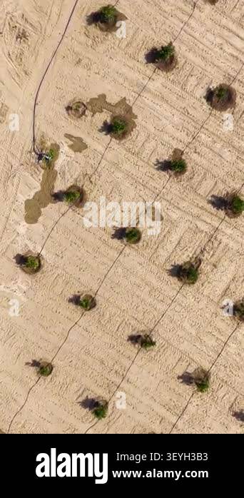 Organized fruit trees form clean agricultural pattern Stock Video ...