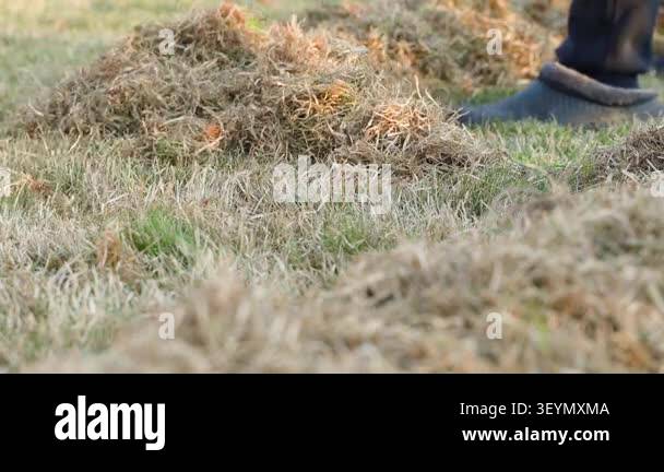 Close-up of fan rake removing dry dead grass from lawn in spring . High ...