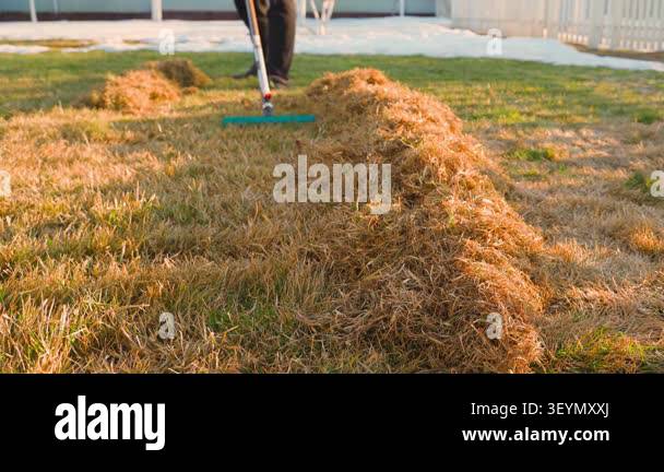 Person raking dry grass into rows on lawn during spring lawn cleanup ...
